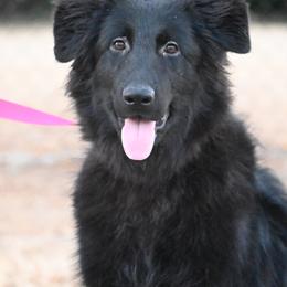 Raven - Black female German Shepherd puppy in Azle, Texas from Nuckols-Alsup Canines German Shepherds