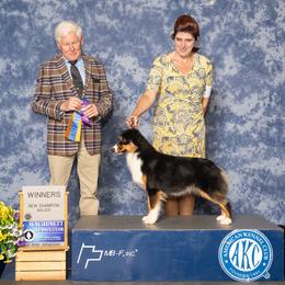 Nifty - Miniature American Shepherd