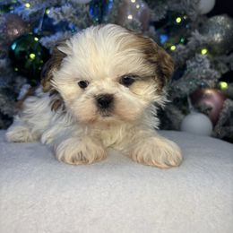 Faith - Tricolor female Shih Tzu puppy in Mountain Grove, Missouri from Happy Hounds and More🐾