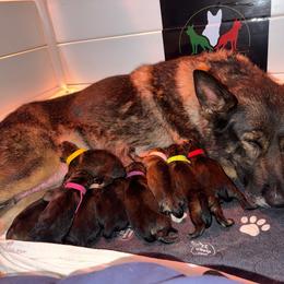 Neon Yellow collar - Sable male German Shepherd puppy in Prospect, Connecticut from Di Massimo Canile
