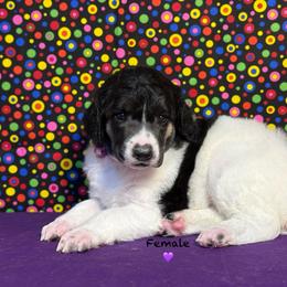 Purple - Black female Poodle puppy in Houma, Louisiana from Smart Azz Poodles