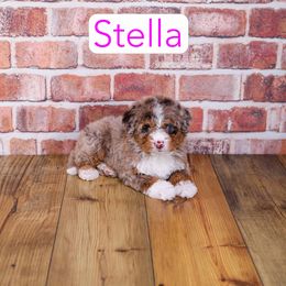 Stella - Red merle female Assorted Doodle Crosses puppy in Calhoun, Georgia from Happy Top Doodles