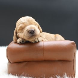 Giza - Gold female Australian Cobberdog puppy in Bellingham, Minnesota from Whispering Prairie Australian Cobberdog