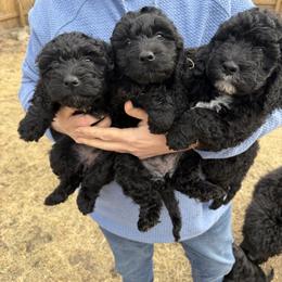 Available Boy 2 - Black male Barbet puppy in Sioux City, Iowa from Gemms Affenpinschers, Barbets and Tibetan Terriers