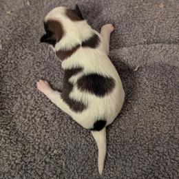 Sable girl - White and sable female Papillon puppy in Joshua, Texas from Summertime Kennels