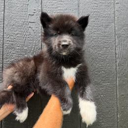 Rattlesnake - Black male Siberian Husky puppy in Folsom, Louisiana from Geaux Fluffy