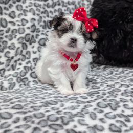Morkie puppies from Bratpack Babydolls
