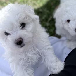 Bichon Frise Puppies from Bichon Heaven