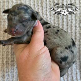 Girl 3 - Blue merle female Aussiedoodle puppy in Vinemont, Alabama from Cotton Country Kennels