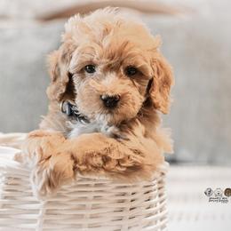 Teddy - Red  male Goldendoodle puppy in Lima, Ohio from Hommel’s Mini Darling Doodles