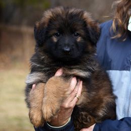 Boy 1 - German Shepherd puppy from Euro Deja