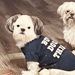 Shih Tzus and Shorkies from Wilson Kennel