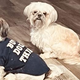 Shih Tzus and Shorkies from Wilson Kennel