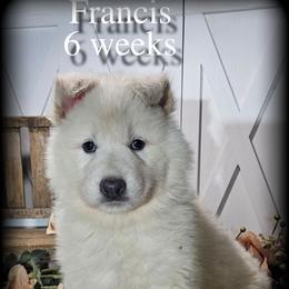 Francis - White female German Shepherd puppy in Sequim, Washington from German Shepherd Haus