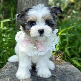 Korean Merle Sina - female Companion Cross puppy in Barren Springs, Virginia from Seeking Shalom Acres Maltese, Maltipoos & Havamalts