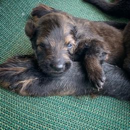 German Shepherd Puppies from Scenic Creek German Shepherds