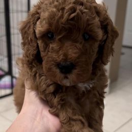 Cavapoo and Goldendoodle Puppies from Christianna’s Mini Goldendoodles