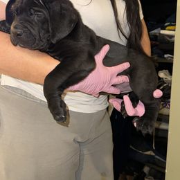 Cane Corso and Poodle Puppies from Viceroy Corsos
