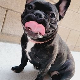 French Bulldogs from SK Frenchies