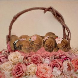 Dogue de Bordeaux Puppies from Toni  Young