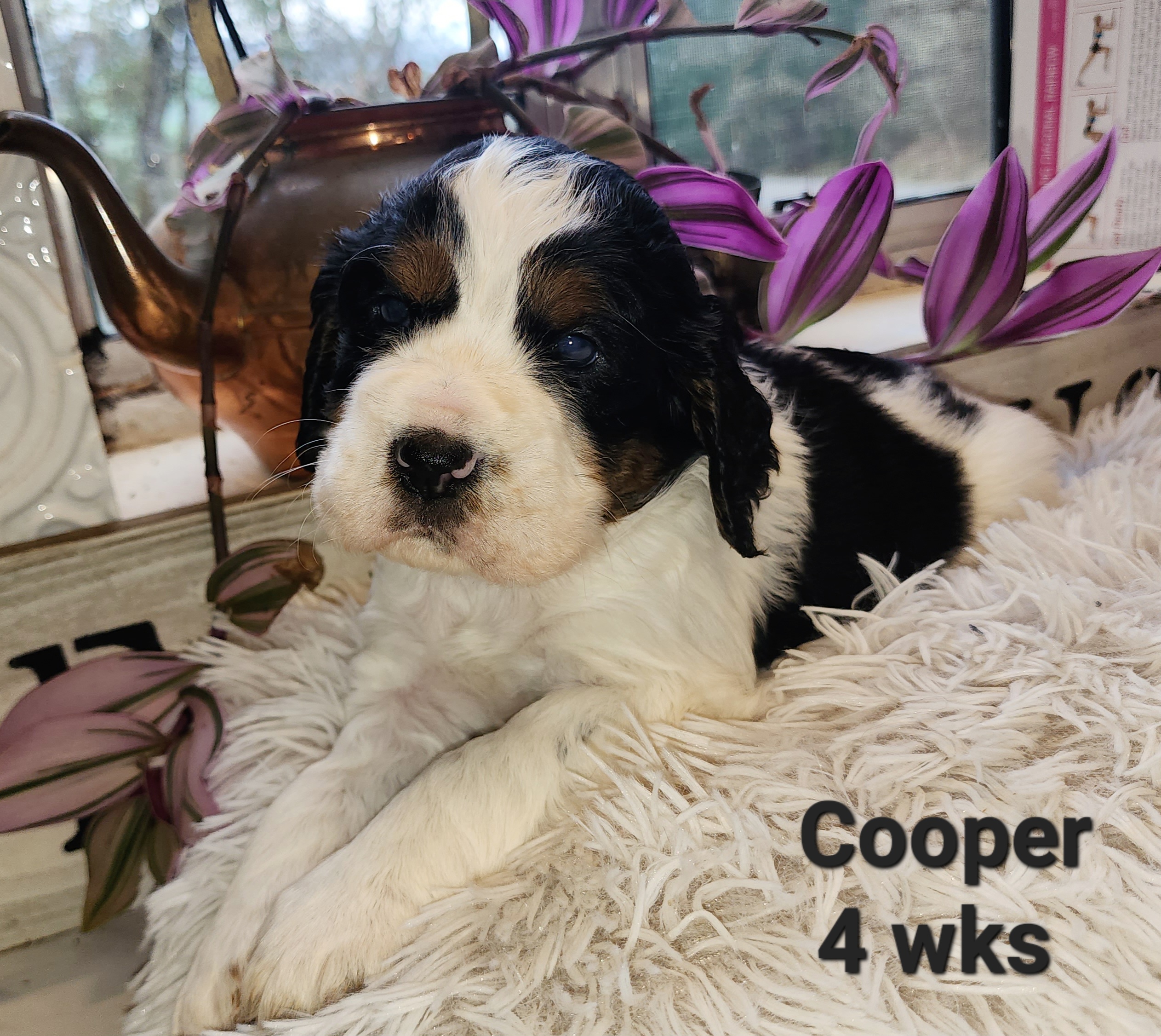 Boy 3 - Black white and tan English Springer Spaniel puppy in Roseburg, Oregon from Enos Ranch Springer Spaniels
