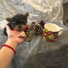 Girl 2 - Black and gold female Yorkshire Terrier puppy in Chino Hills, California from Chino Hills Yorkies