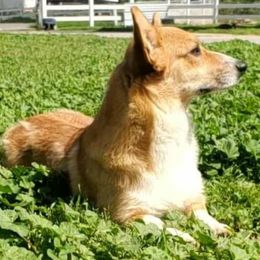 Natalie - Pembroke Welsh Corgi