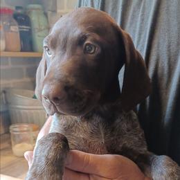 Beaux - Liver roan male German Shorthaired Pointer puppy in Elberta, Alabama from Old Orchard Farm