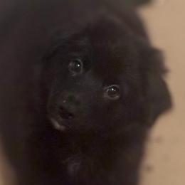 Dark Magic - Black & white male Australian Shepherd puppy in Tucson, Arizona from TTTNT Aussies