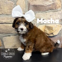 Mocha - Tri-color female Bernedoodle puppy in Heyworth, Illinois from Cobble Creek Puppies