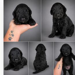 Onyx - Black male Goldendoodle puppy in Delphos, Ohio from Route 66 Poodles & Doodles, Sapphire Shih-tzu's of Ohio