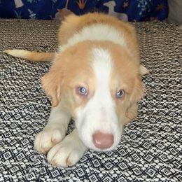 Luke - Sable merle male Border Collie puppy in Fenton, Michigan from Darrowby Border Collies