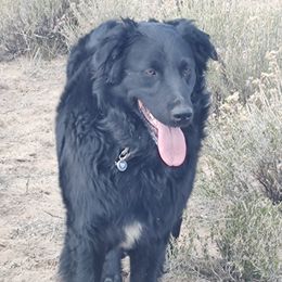 jasper - Miniature Australian Shepherd