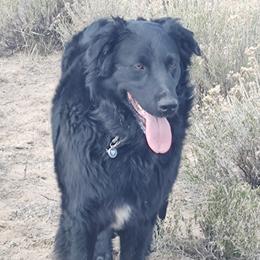 jasper - Miniature Australian Shepherd