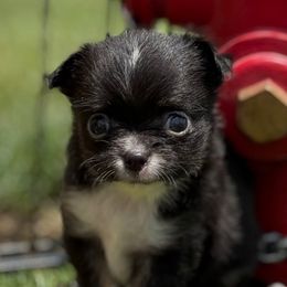 Peter - Black and white male Chihuahua puppy in Molino, Florida from Pensacola Chi Garden