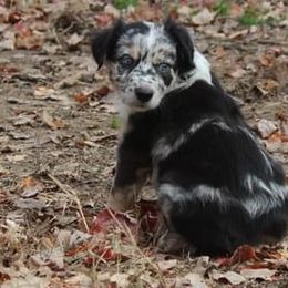 Jersey - Australian Shepherd puppy in Kansas City, Kansas from Lazuli Australian Shepherds