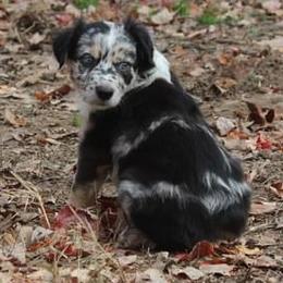 Jersey - Australian Shepherd puppy in Kansas City, Kansas from Lazuli Australian Shepherds
