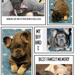 French Bulldog Puppies from Tellez House of Frenchies