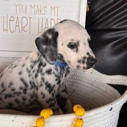 Road Trip - White and black male Dalmatian puppy in Melrose, New Mexico from ECMO Farm Dalmatians & Labrador Retrievers