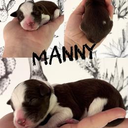 Manny - Red male Border Collie puppy in Sanger, California from Flying M Cactus Ranch Buddies