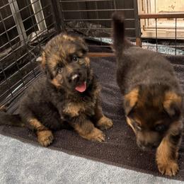 Clark vom Bethel - Black and red male German Shepherd puppy in Weston, Florida from Vom Bethel Elite European German Shepherds