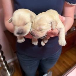 Muenster - Golden female Golden Retriever puppy in Cody, Wyoming from Bliss Creek MTN Meadows