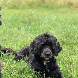Portuguese Water Dogs from Eclipse Portuguese Water Dogs