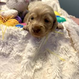 Rory - Cream male Dachshund puppy in Statesville, North Carolina from Lakeside Dachshunds