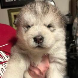 Gummy Bear - Gray and white male Alaskan Malamute puppy in Indianapolis, Indiana from Kasaan Alaskan Malamutes