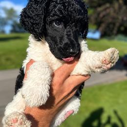 Yelena - Parti female Poodle puppy in Washington, Pennsylvania from Patriotic Poodles