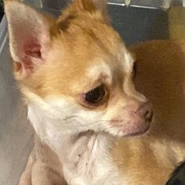 Chihuahuas and Yorkshire Terriers from CoolMissLLC