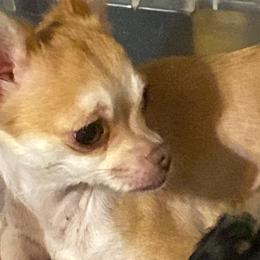 Chihuahuas and Yorkshire Terriers from CoolMissLLC
