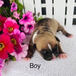 American Pit Bull Terrier and Greyhound Puppies from West Winds American Pit Bull Terriers