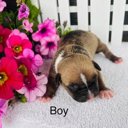 American Pit Bull Terrier and Greyhound Puppies from West Winds American Pit Bull Terriers